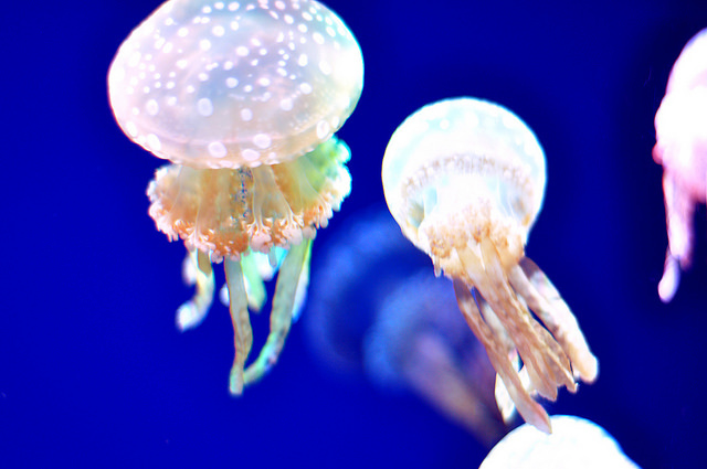 ゆらゆら幻想的な「クラゲ」が見られる水族館10選 展示数世界一の施設 